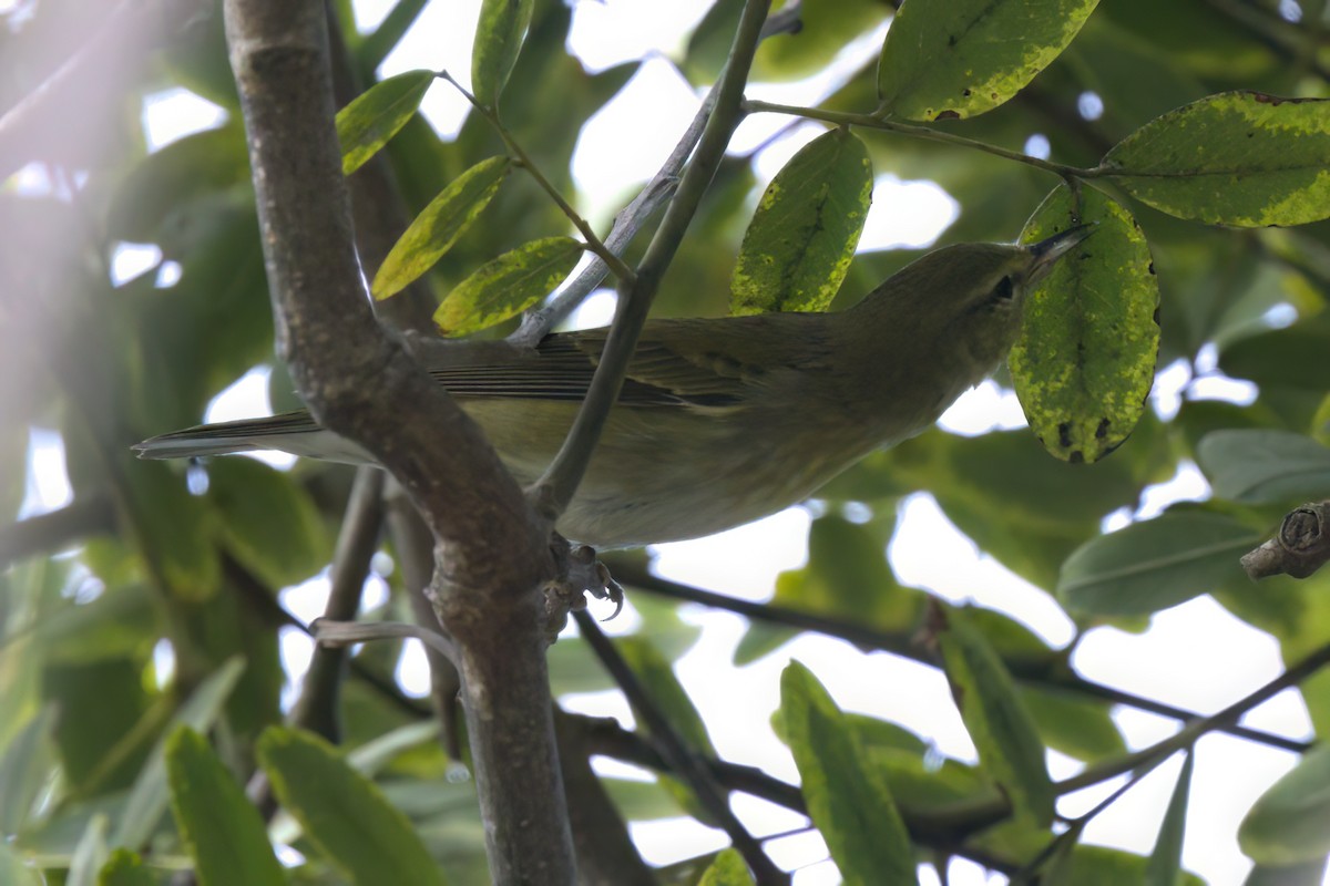 マミジロアメリカムシクイ - ML644614877