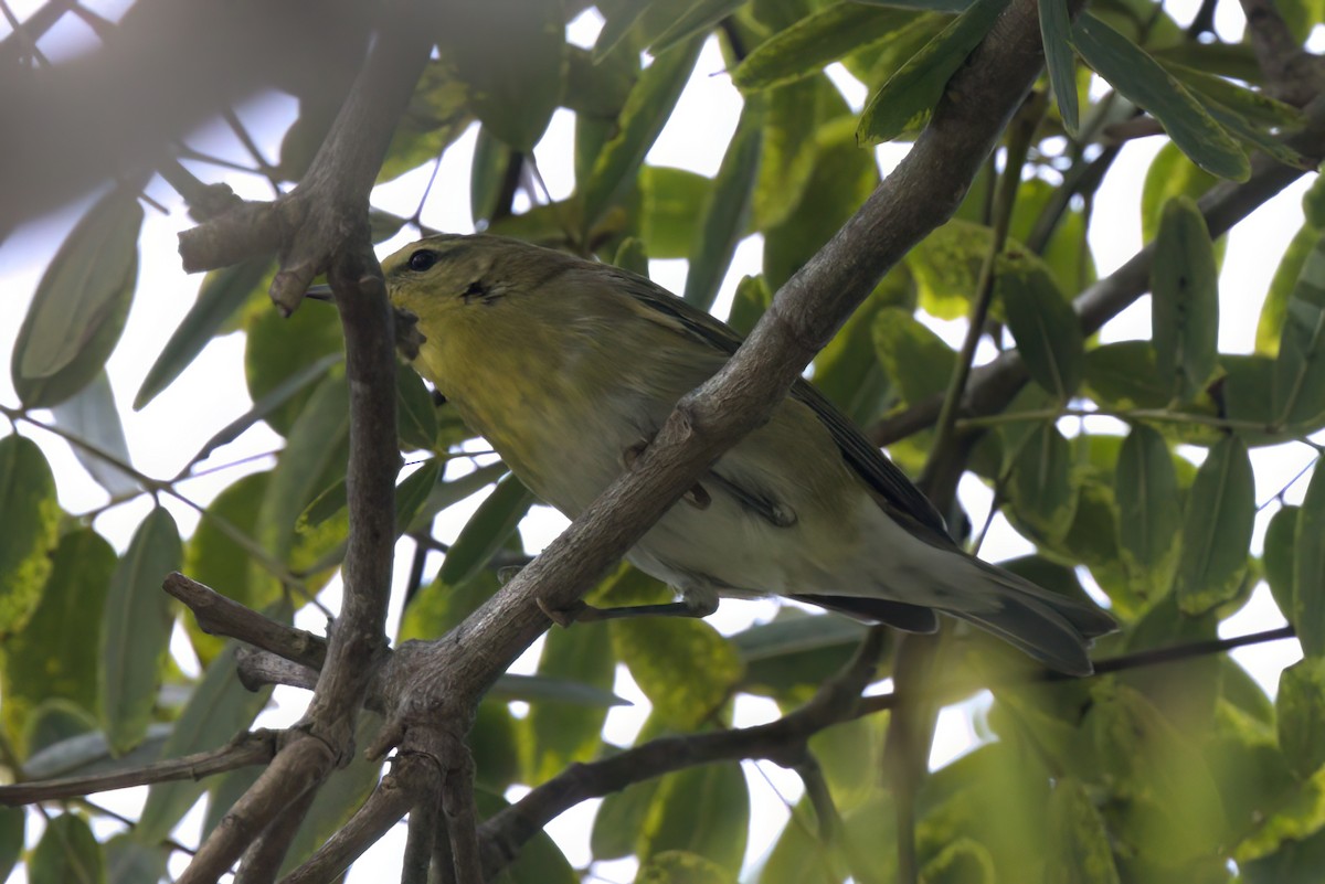 マミジロアメリカムシクイ - ML644614878