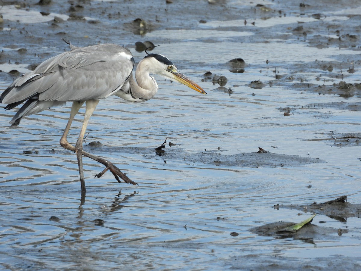 Gray Heron - ML644614887