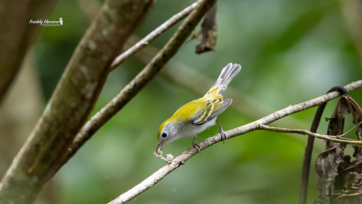 Chestnut-sided Warbler - ML644614894