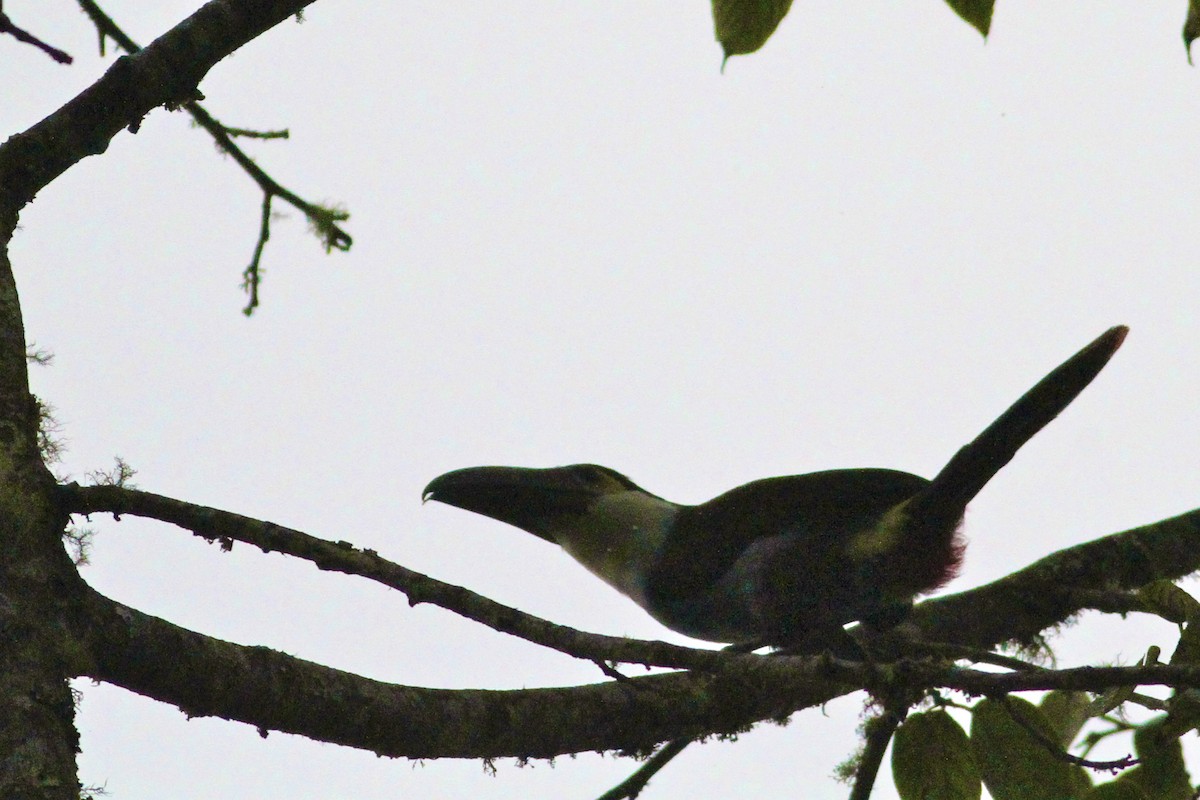 Black-billed Mountain-Toucan - ML644614903