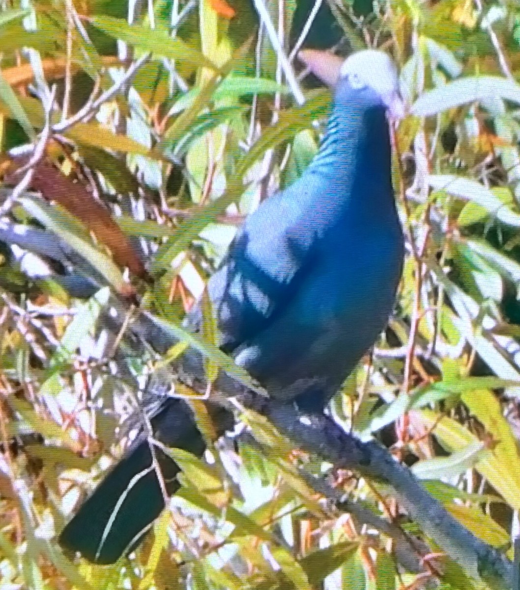 White-crowned Pigeon - ML644614927