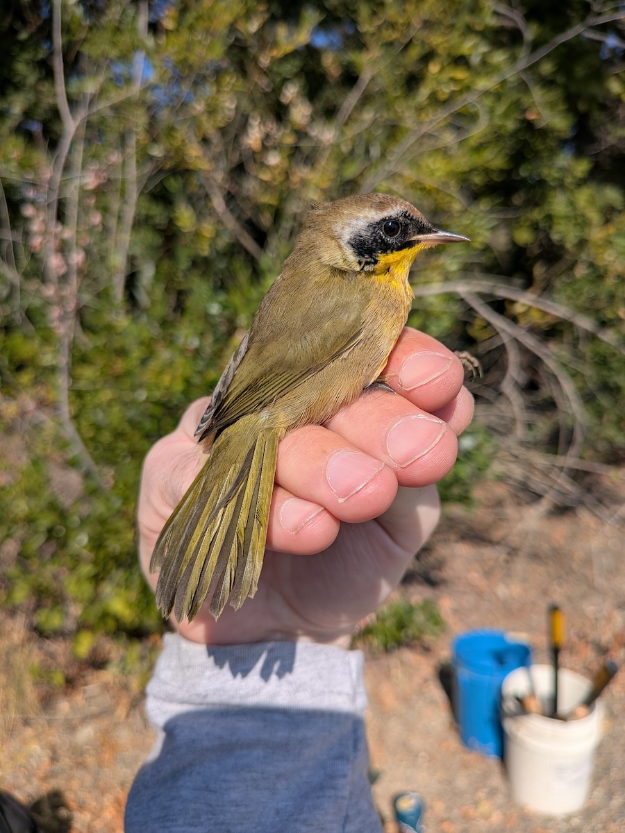 Common Yellowthroat - ML644614931