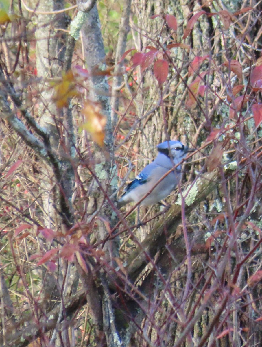 Blue Jay - ML644614933