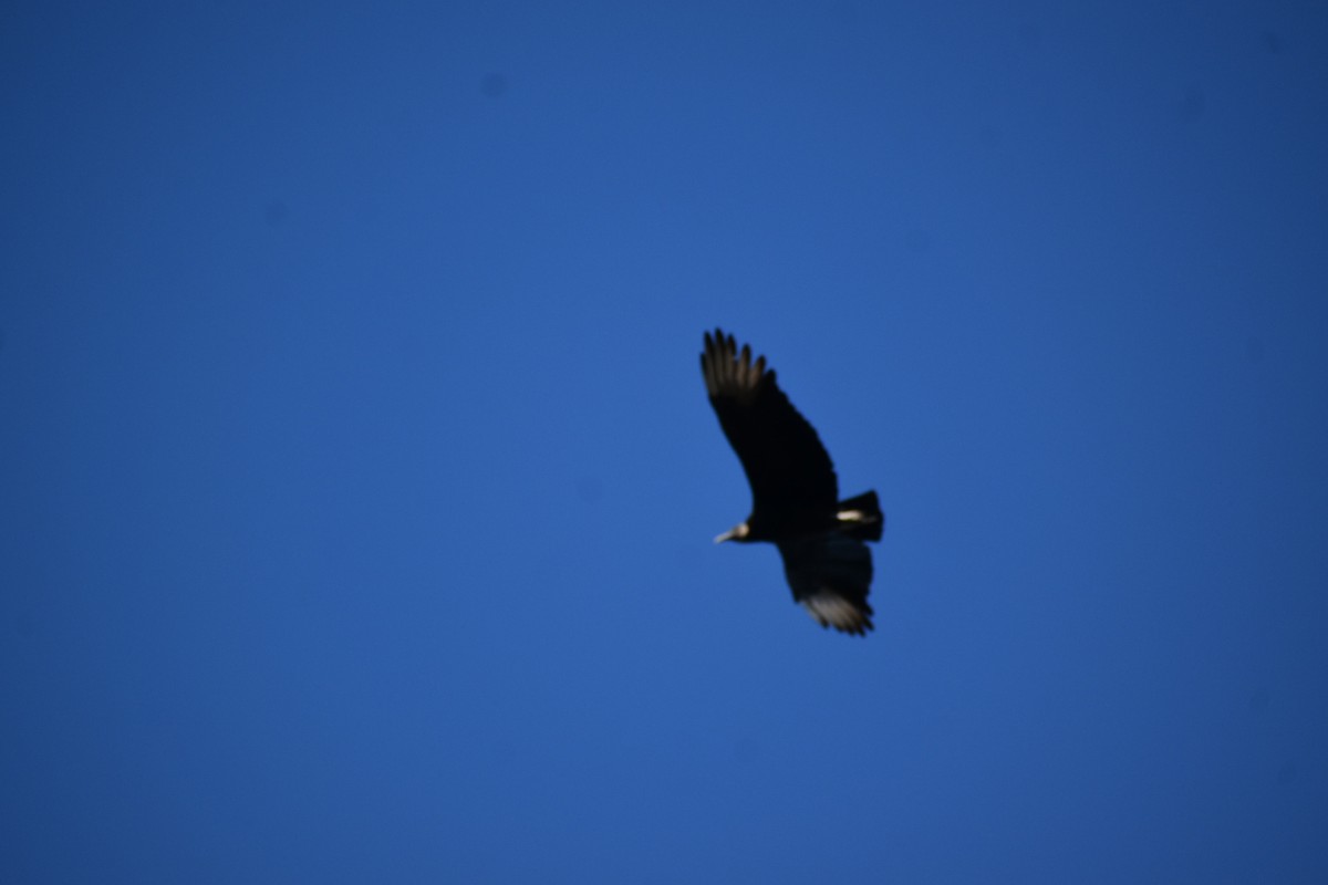 Black Vulture - ML644614942