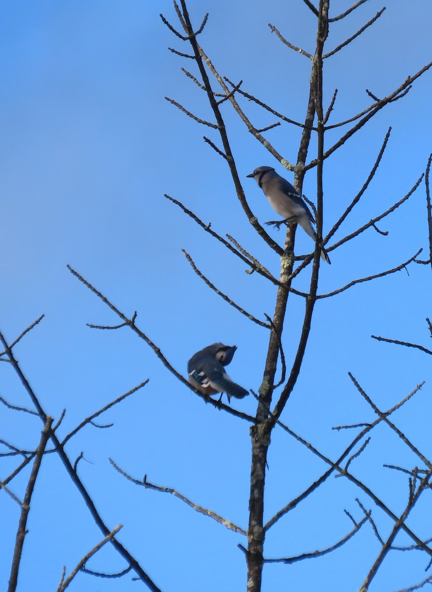 Blue Jay - ML644614947