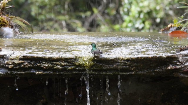 ノドジロハチドリ - ML644614954