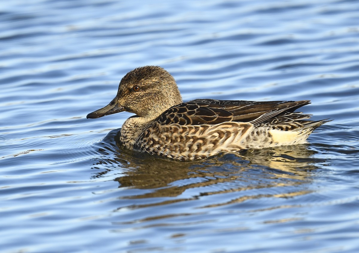 krikkand - ML644614955