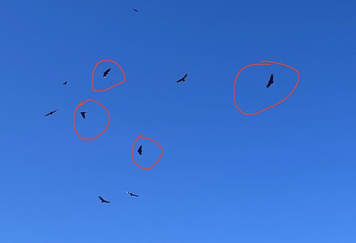 Black Vulture - ML644614958