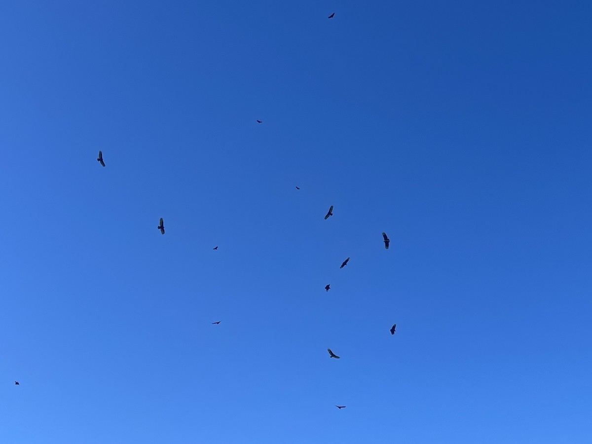 Black Vulture - ML644614959