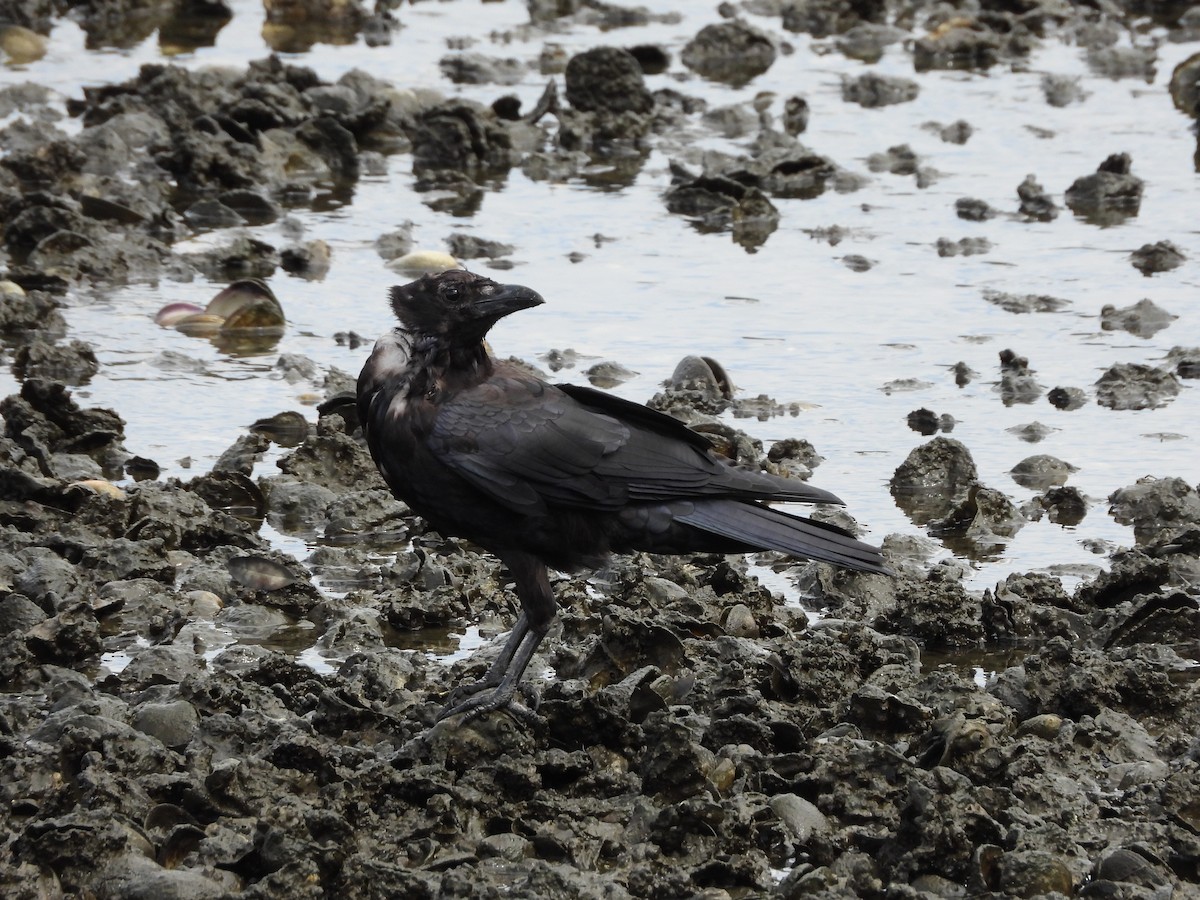 Carrion Crow - ML644614960