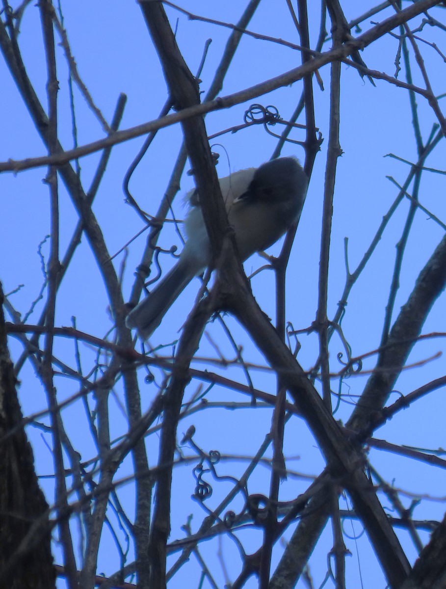 gråduskmeis - ML644614961