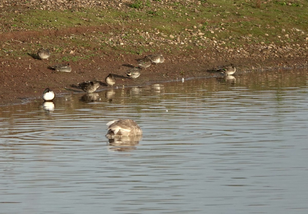 krikkand (crecca) - ML644614963