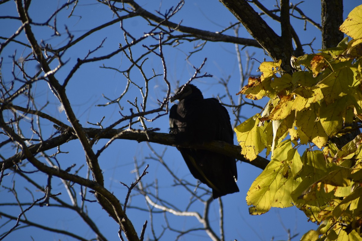 Black Vulture - ML644614966