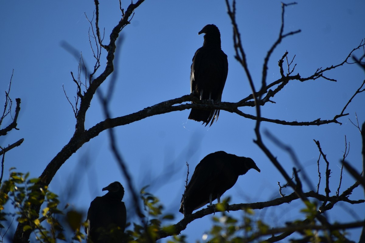 Black Vulture - ML644614967