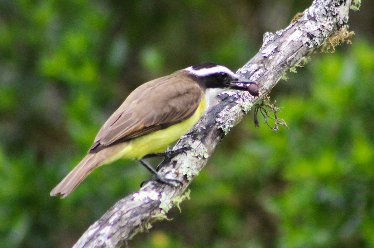 キバラオオタイランチョウ - ML644614974