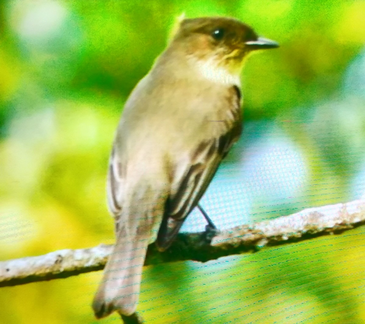 Mosquero Fibí - ML644614977