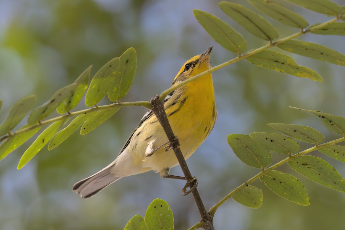 hemlokkparula - ML644615001