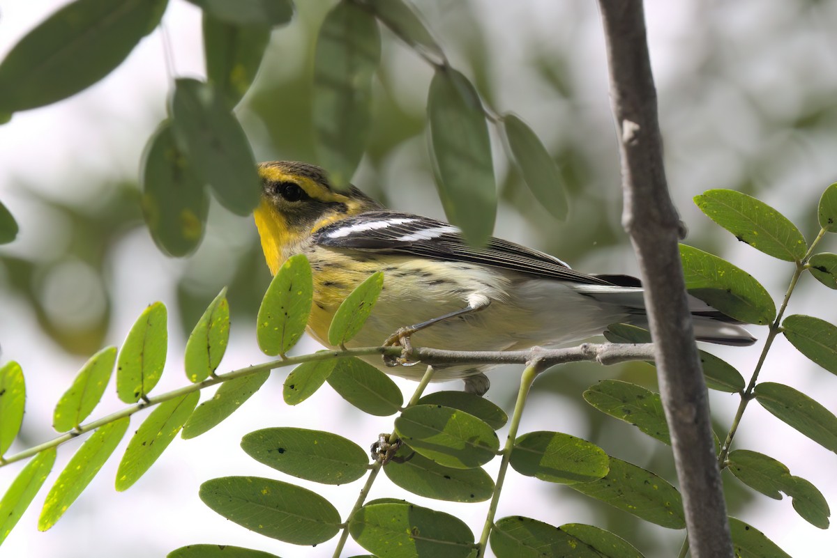 hemlokkparula - ML644615003