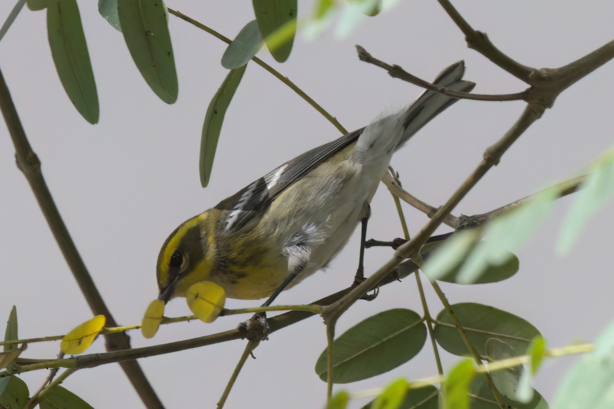 Paruline de Townsend - ML644615011