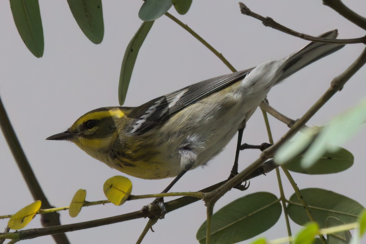 Paruline de Townsend - ML644615012
