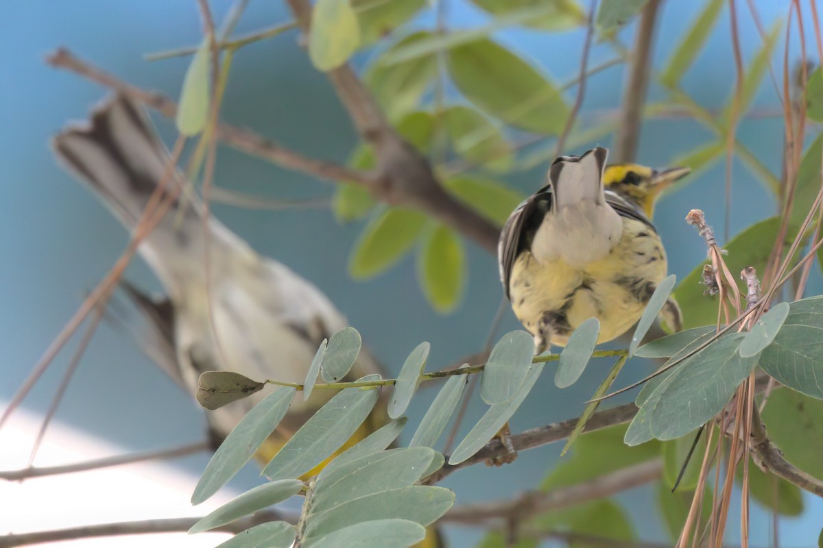 Paruline de Townsend - ML644615013
