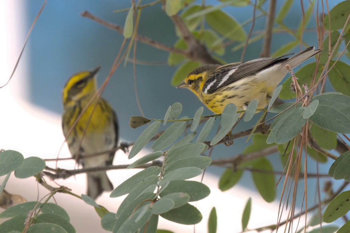 Paruline de Townsend - ML644615014