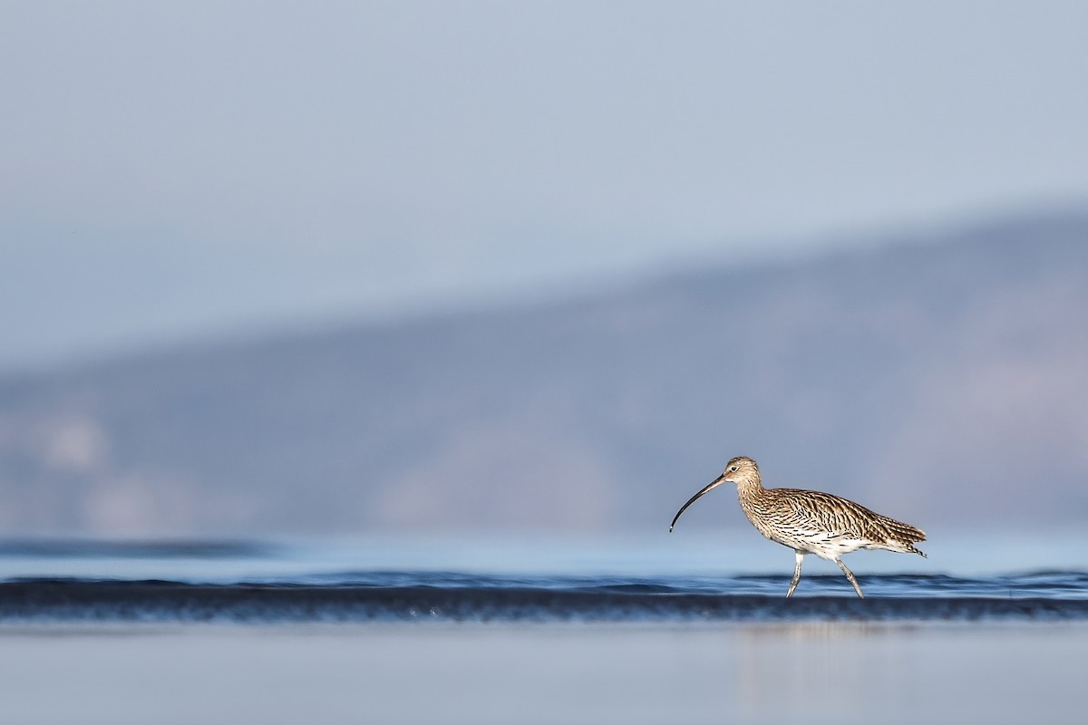 Eurasian Curlew - ML644615019