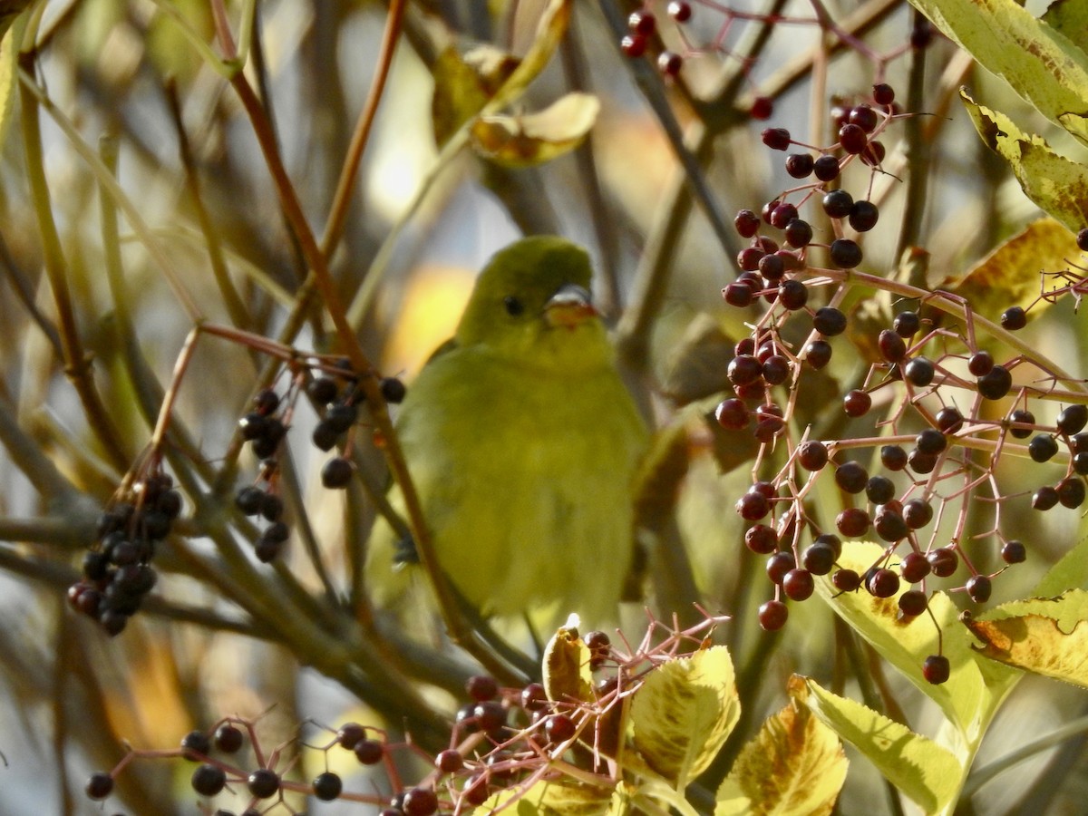 Piranga gorri-beltza - ML644615024
