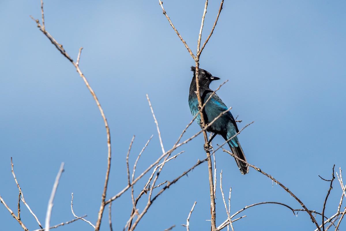 Steller's Jay - ML644615029