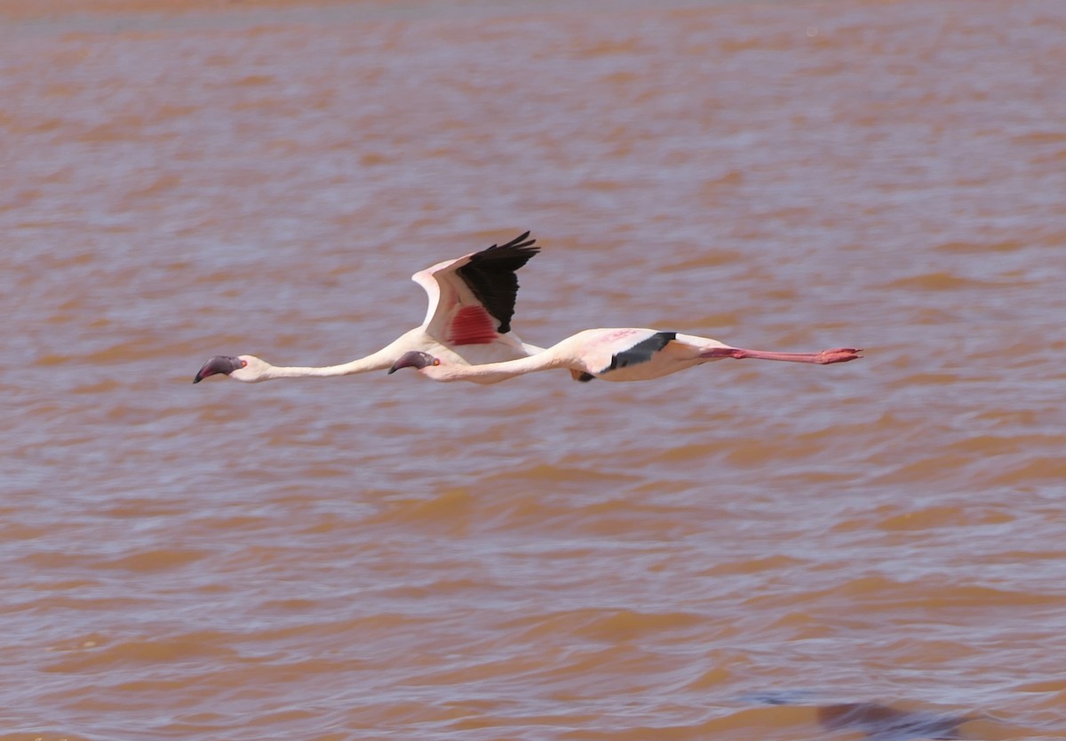 Zwergflamingo - ML644615030