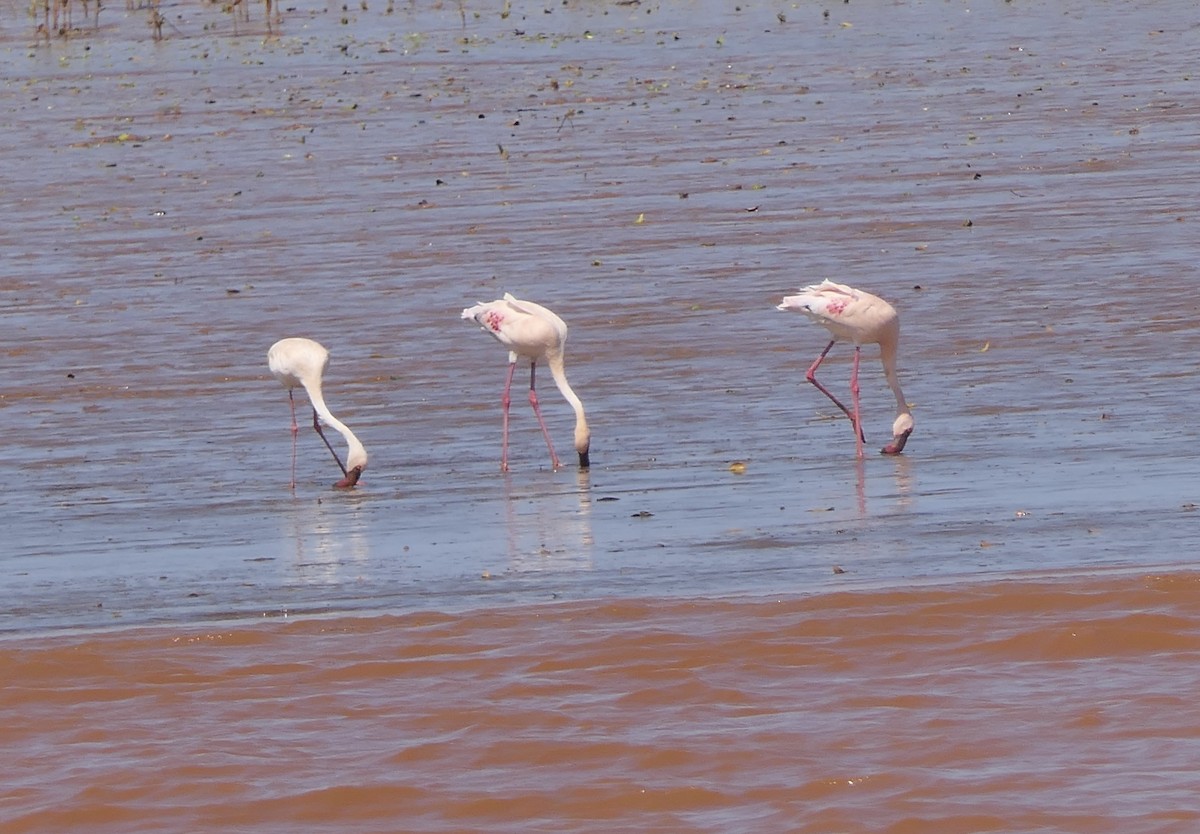 Zwergflamingo - ML644615031