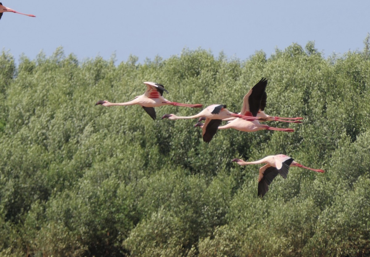 Zwergflamingo - ML644615032