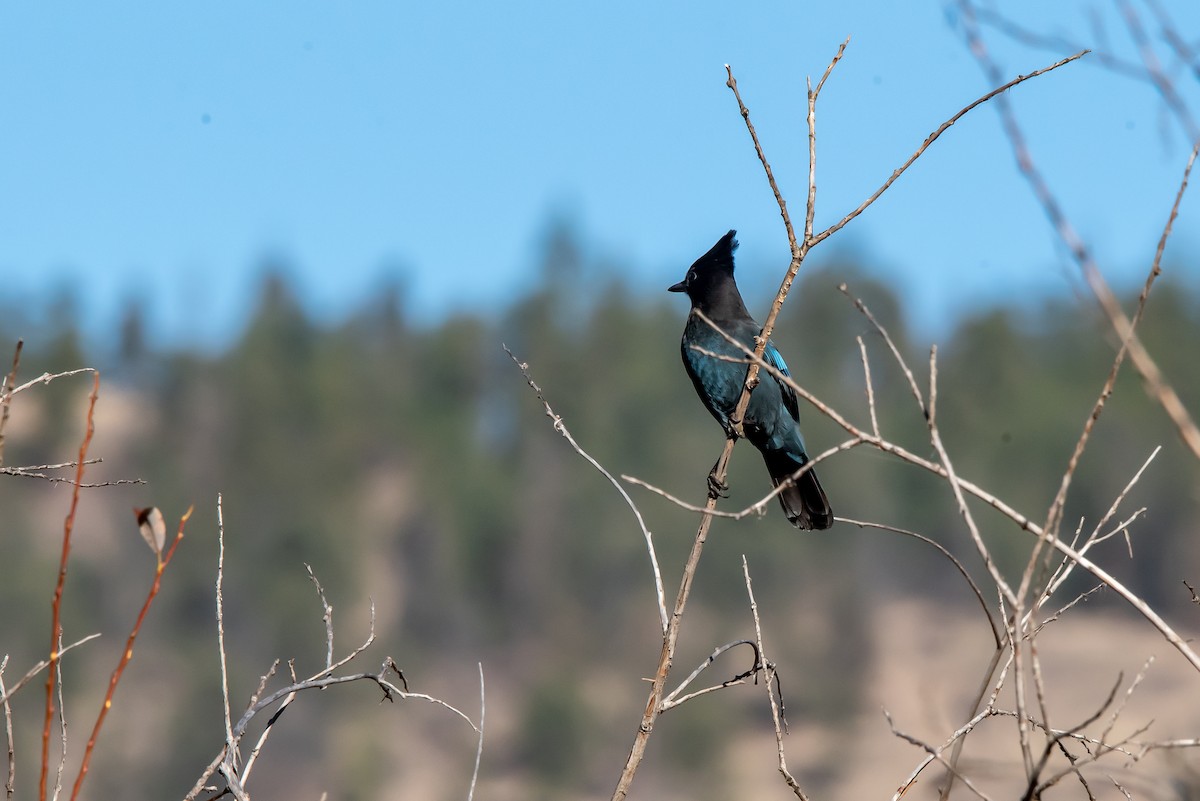 Steller's Jay - ML644615036