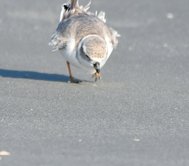 Islıkçı Cılıbıt - ML644615043