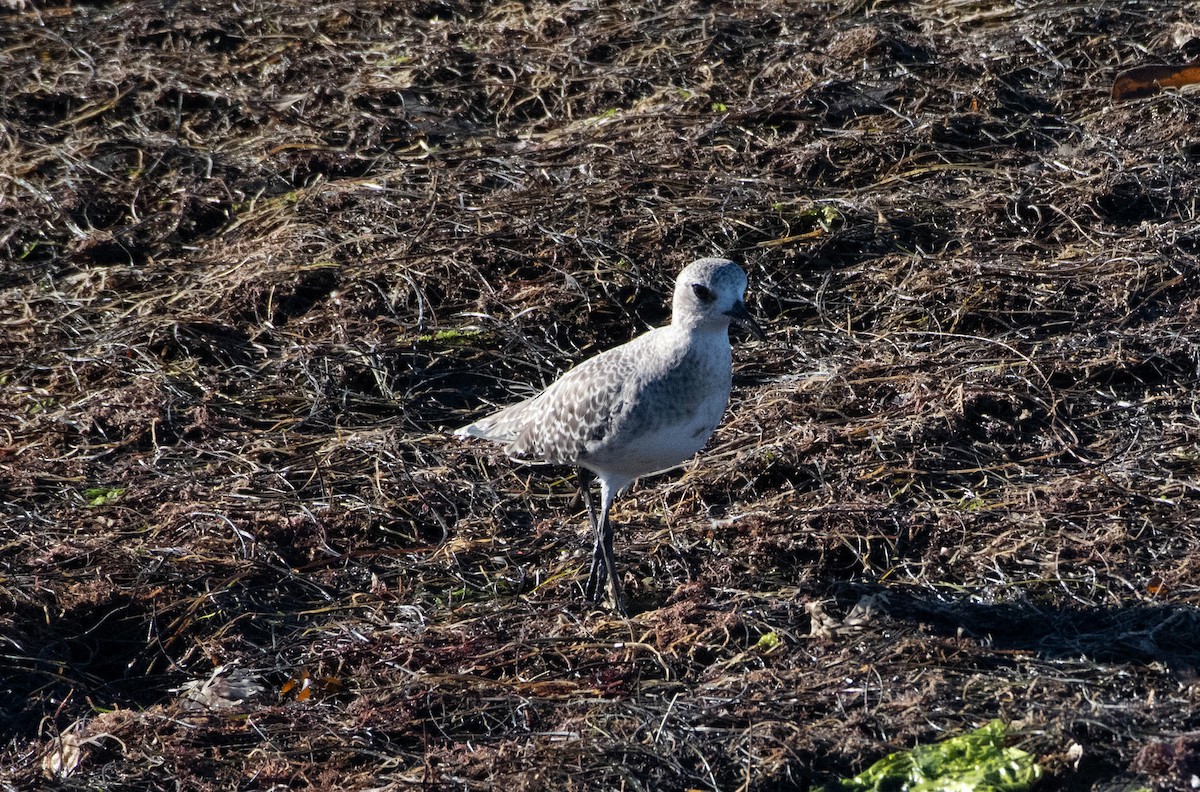 kulík bledý - ML644615046