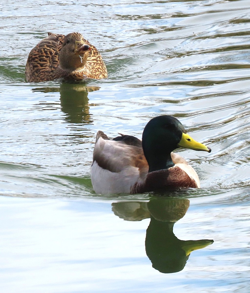 kachna divoká - ML644615052