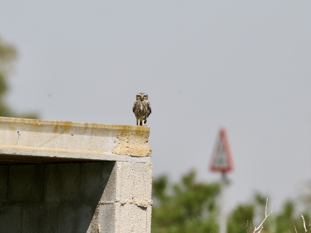 Civetta - ML644615053