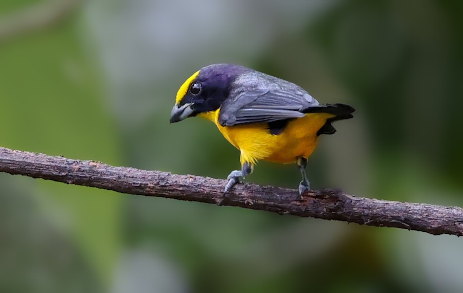 Thick-billed Euphonia - ML644615054