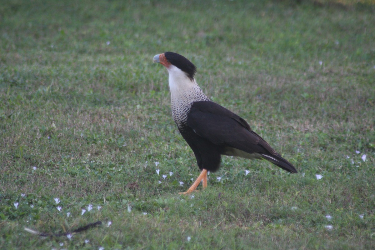 Crested Caracara (Northern) - ML644615081