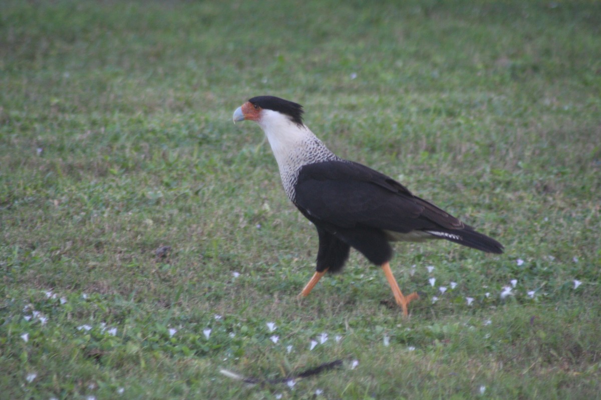 Crested Caracara (Northern) - ML644615082