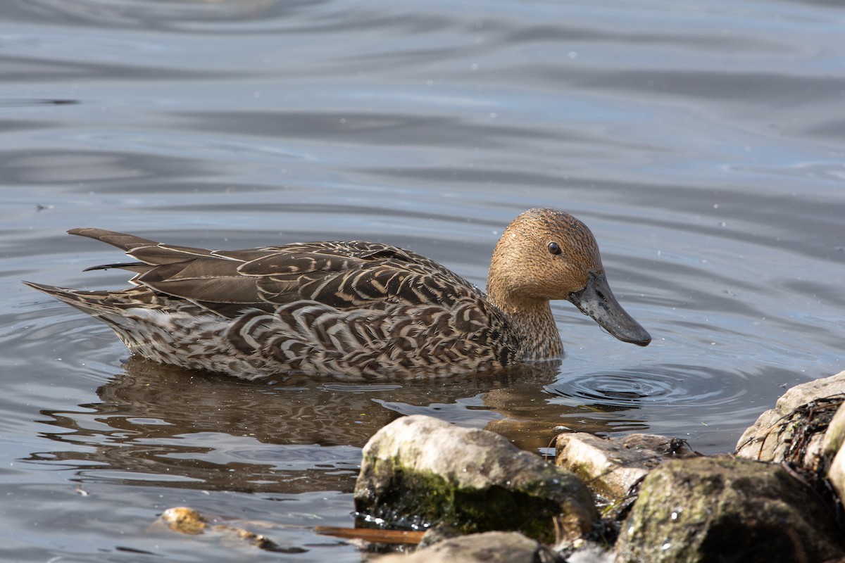 Codone - ML644615092