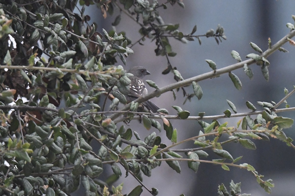Spotted Towhee - ML644615098