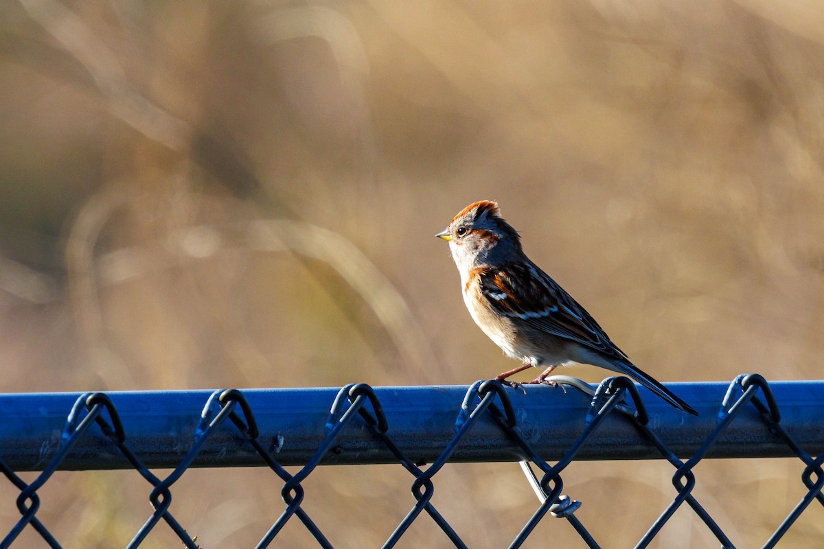 ムナフヒメドリ - ML644615099