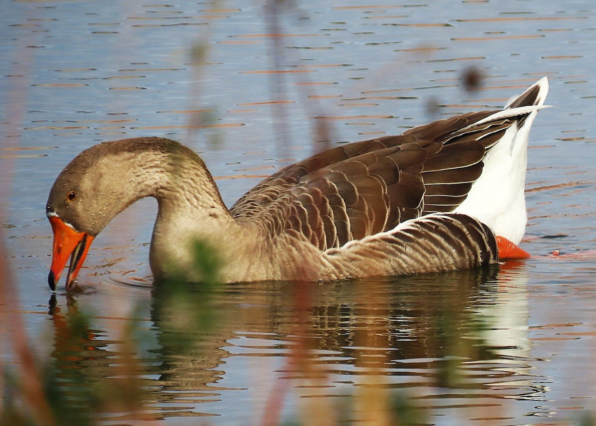 husa velká x labutí (hybrid) - ML644615109