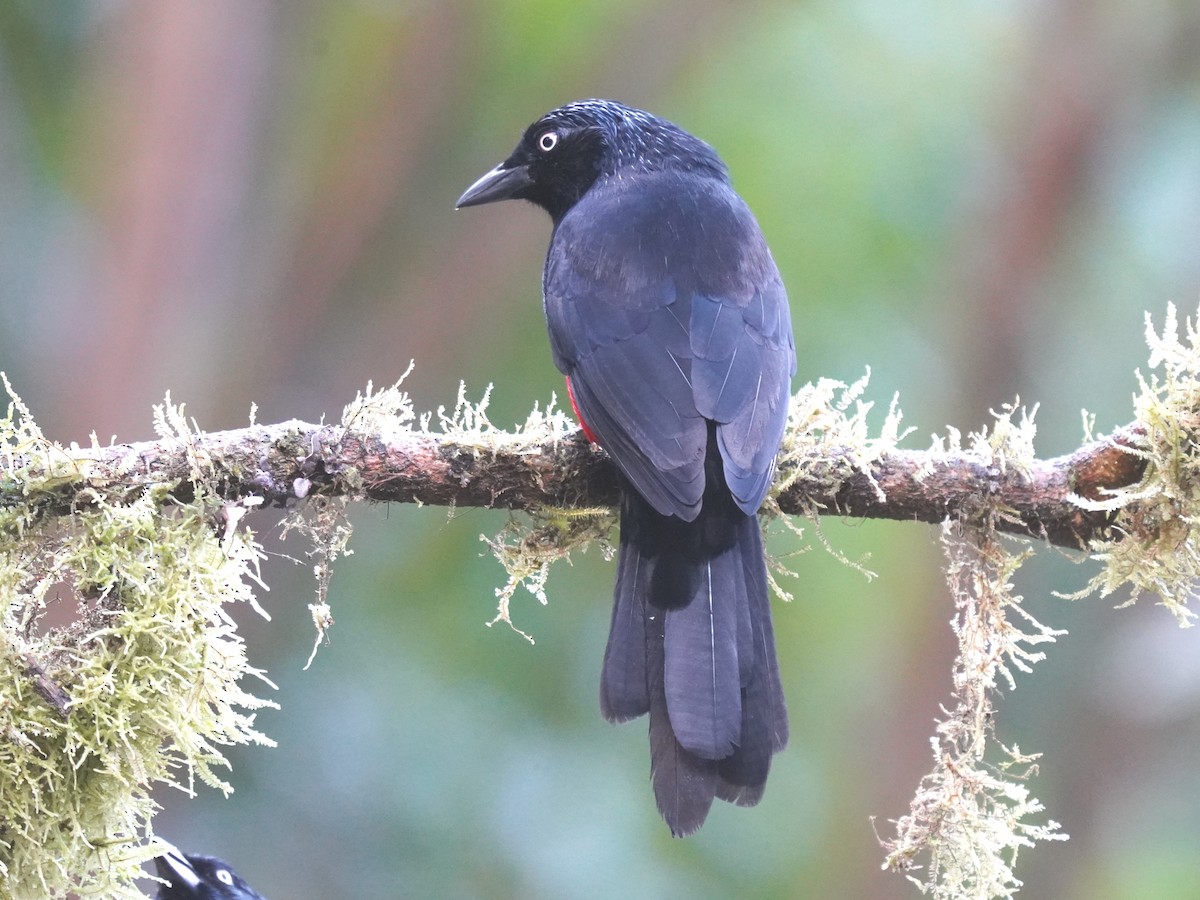 Kırmızı Karınlı Kiskal - ML644615111