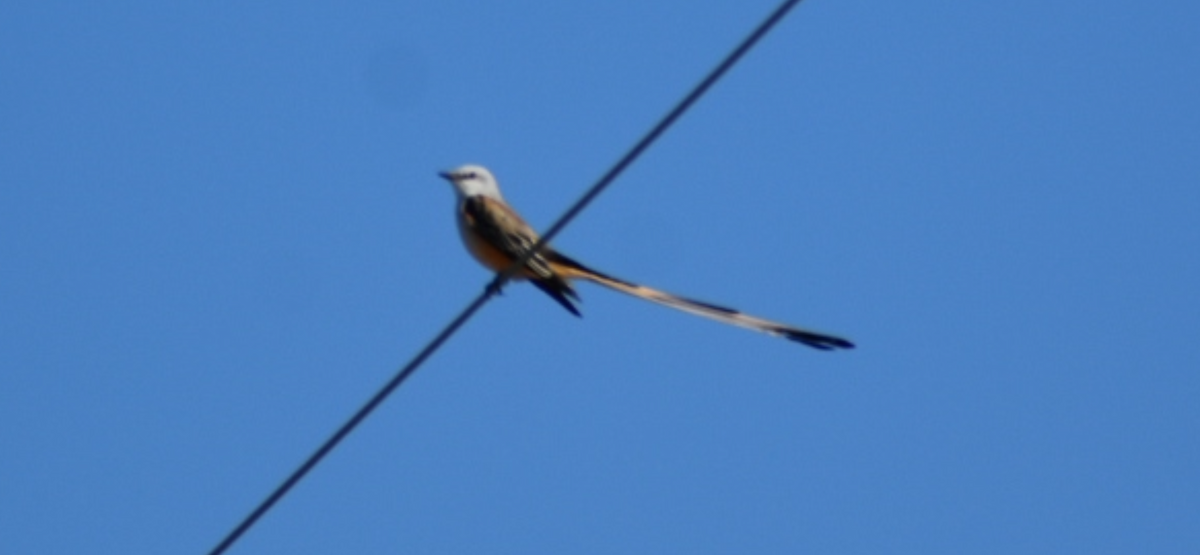 Scissor-tailed Flycatcher - ML644615112