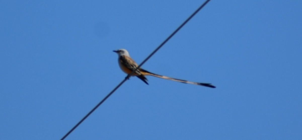 Scissor-tailed Flycatcher - ML644615113