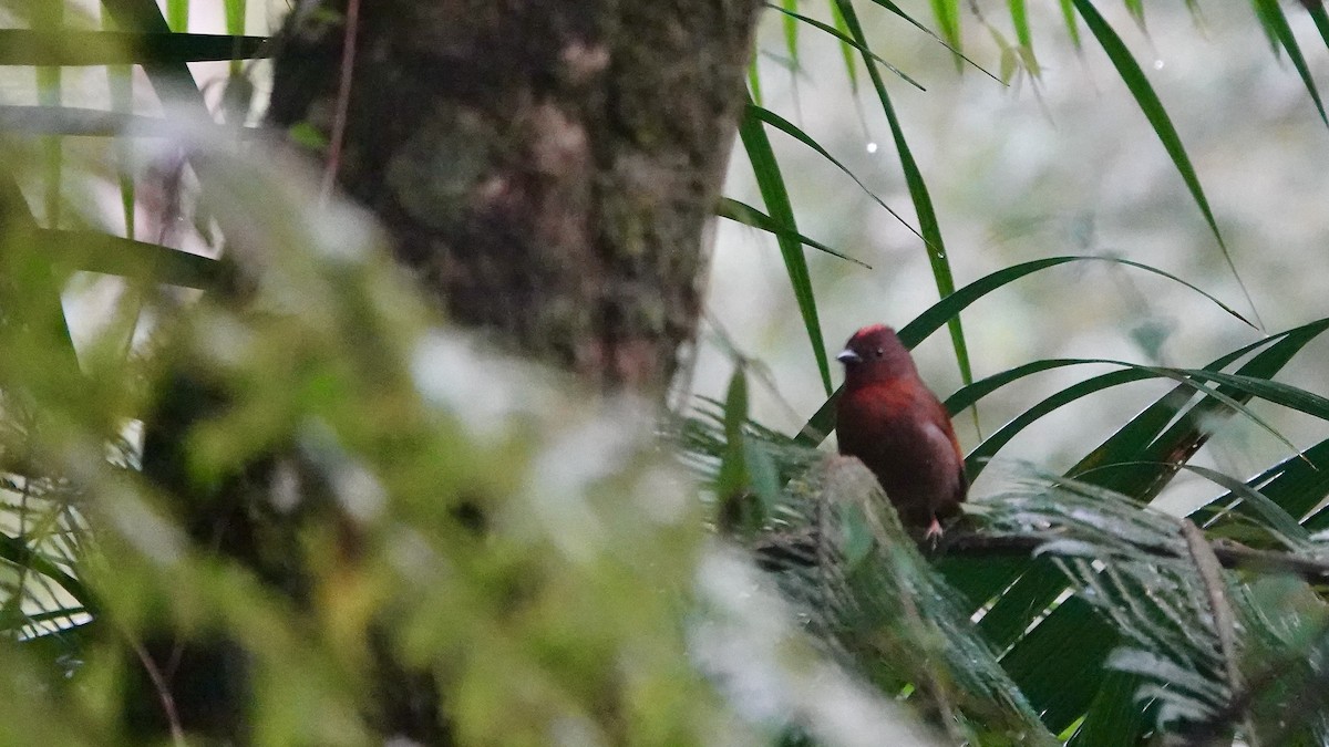 Red-crowned Ant-Tanager - ML644615114