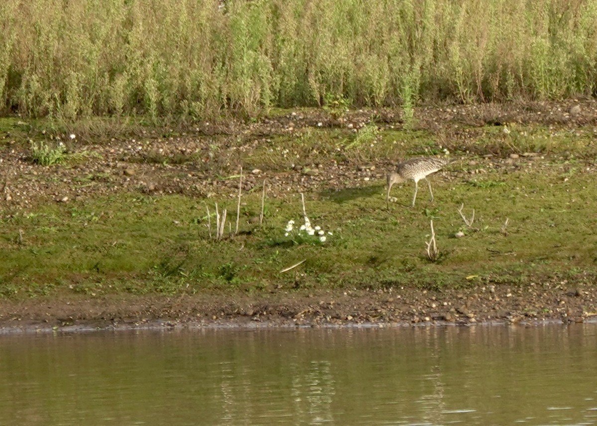 Eurasian Curlew - ML644615119
